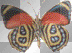 changing butterfly