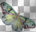 pretty moth