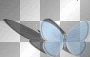 blue moth with shadow